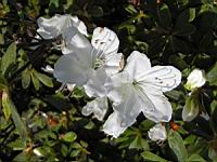 Rhododendron Liliiflorum (fam. Ericacees) (Chine) (03) (Photo F. Mrugala)